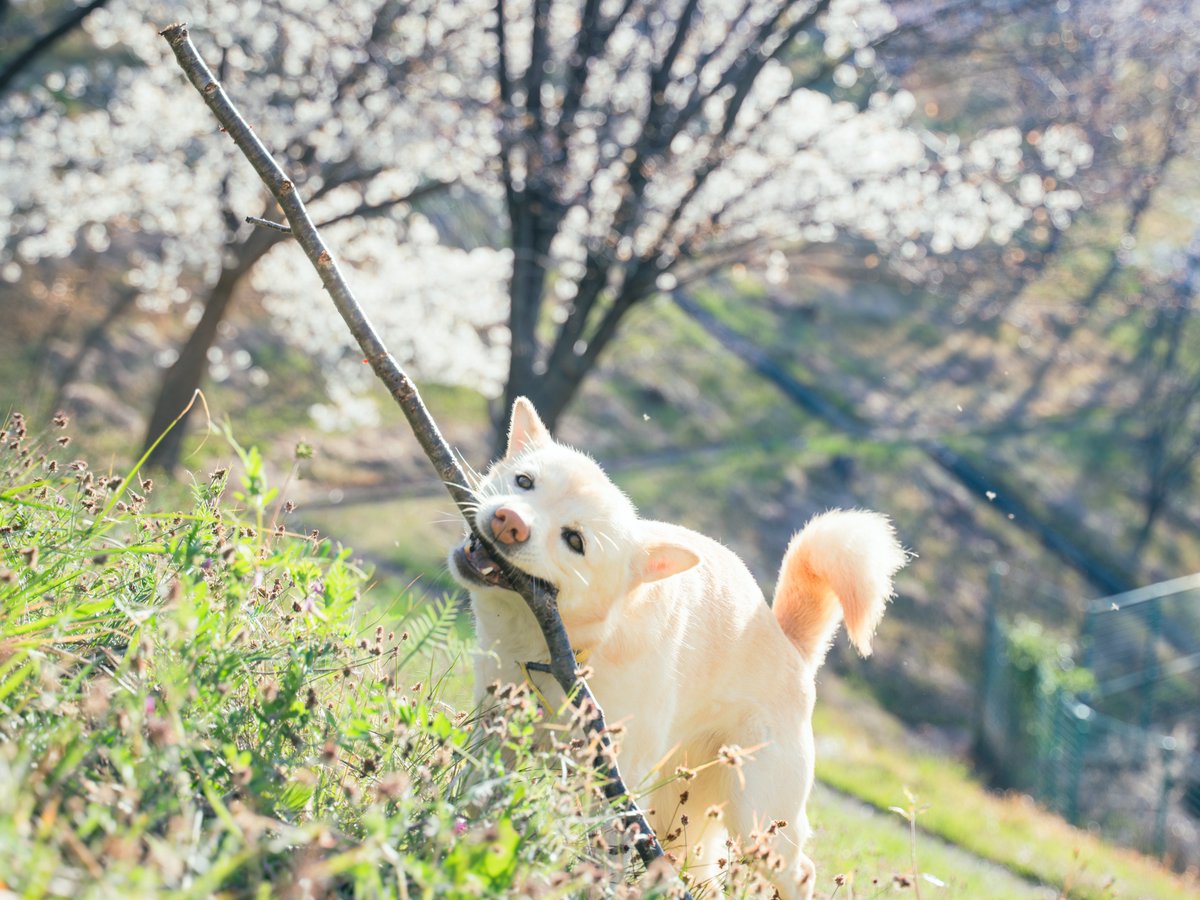 こすもす* tweet media