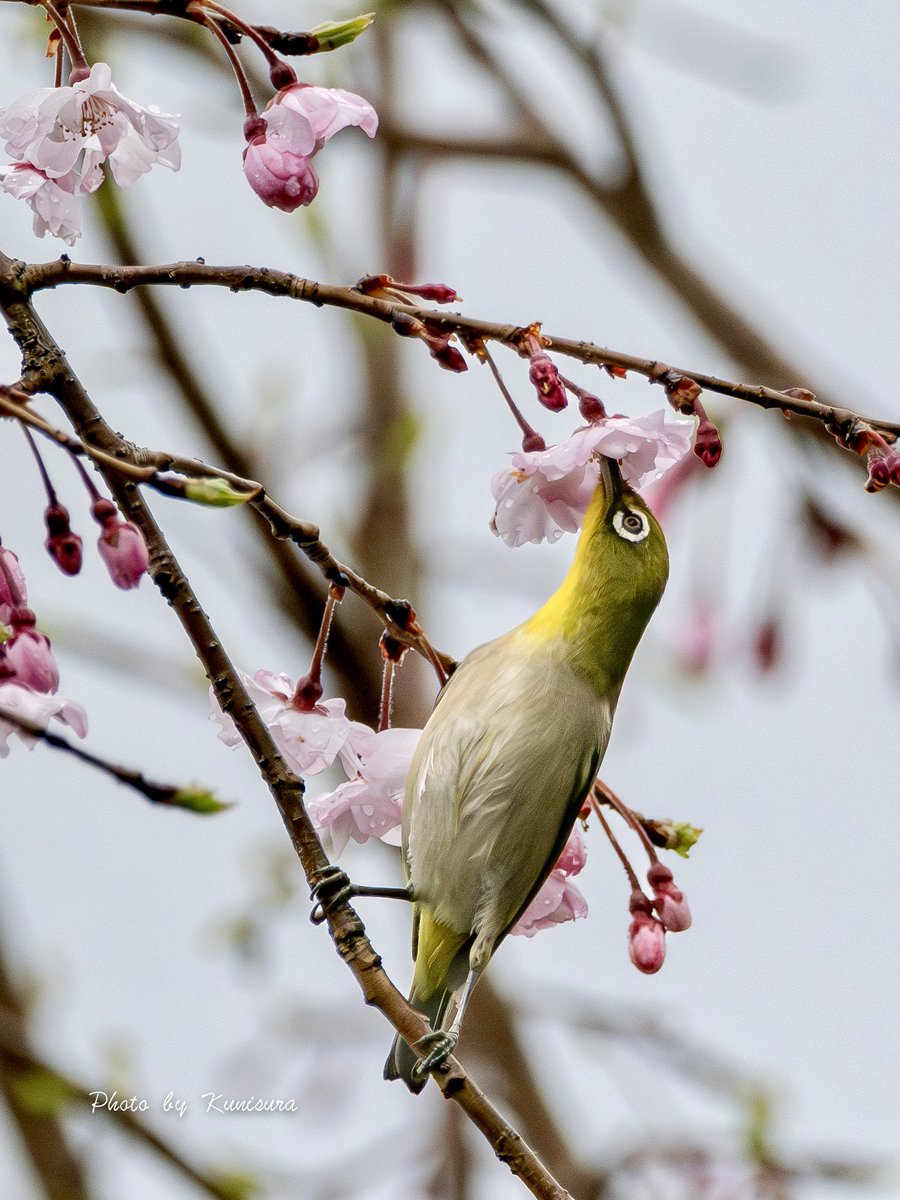 3/31 いつもの公園内
今期初のサクジロー😅
首長〜い🤣

#メジロ