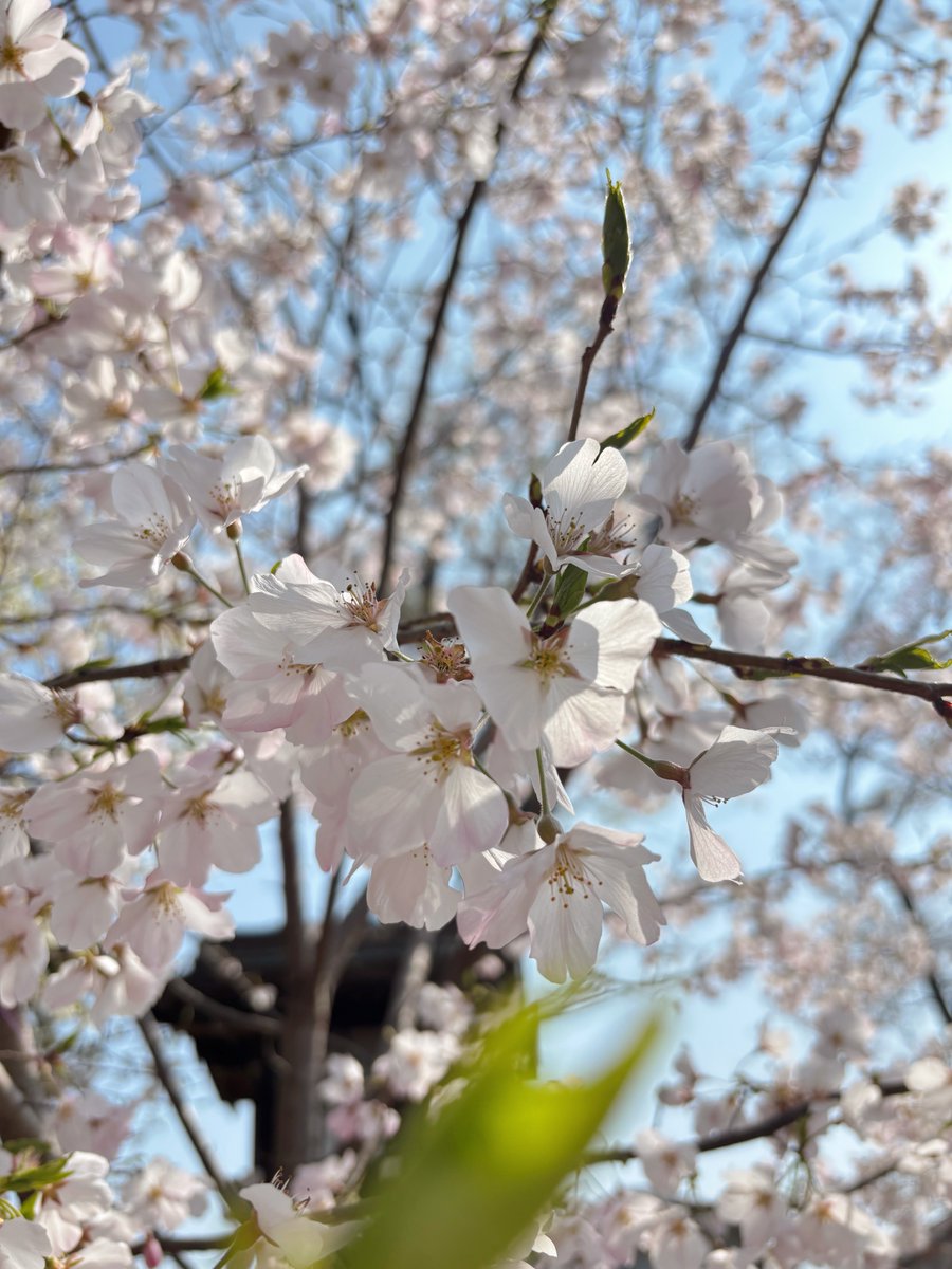 おはようございます！ 

いよいよ今日は入社式🌸
人事チームも朝からソワソワ、ワクワクしています☺️
全国の新入社員の皆さん、気をつけてご移動ください！

今日も1日よろしくお願いします✨

#入社式 #新年度 #企業公式相互フォロー #企業公式春のフォロー祭り #OMN