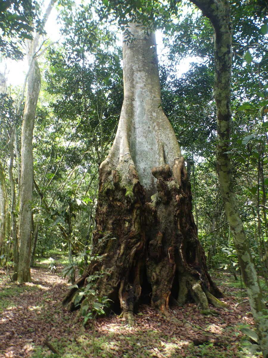 Photos for Trees Kenya🌳 tweet media