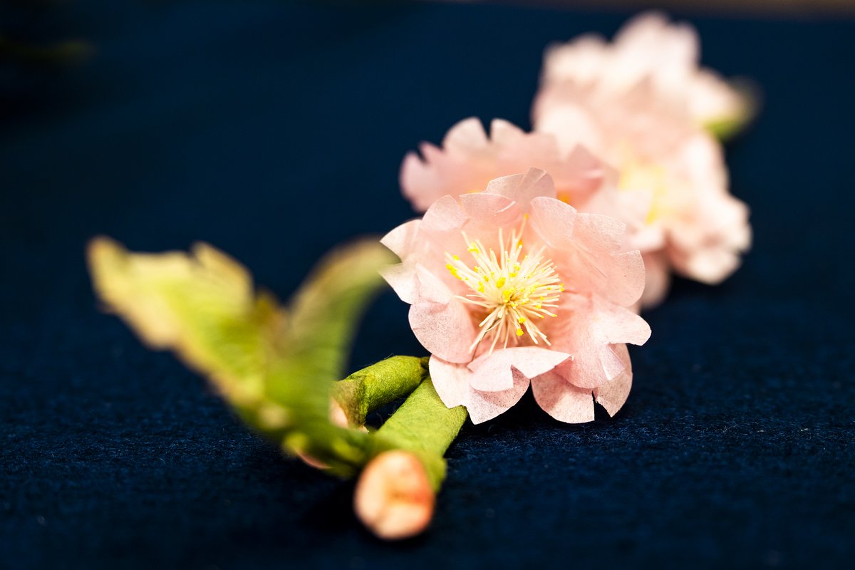 今日、一七日の満行を迎えられる、薬師寺さんの「修二会花会式」。
春を迎える行事のとおり、藥師寺さんの桜も満開に。

今年は、雨に始まり、雨で終える行になりました。
今夜も”鬼”さんは大暴れするのだろうか。