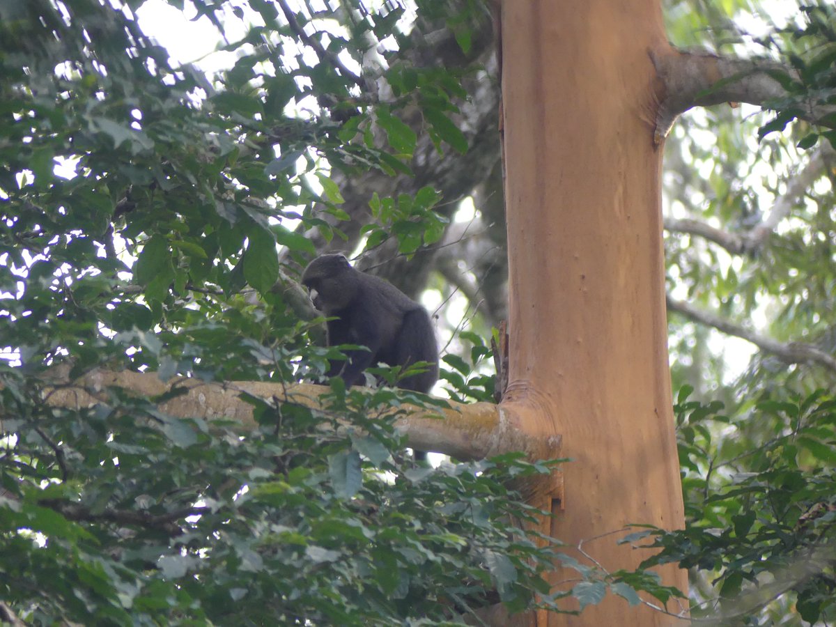 Photos for Trees Kenya🌳 tweet media