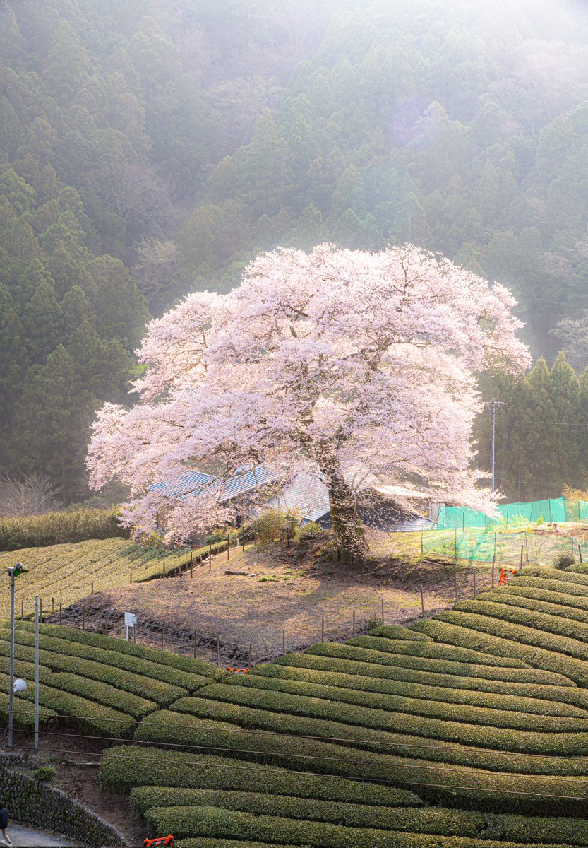 ハスカップ07 tweet media