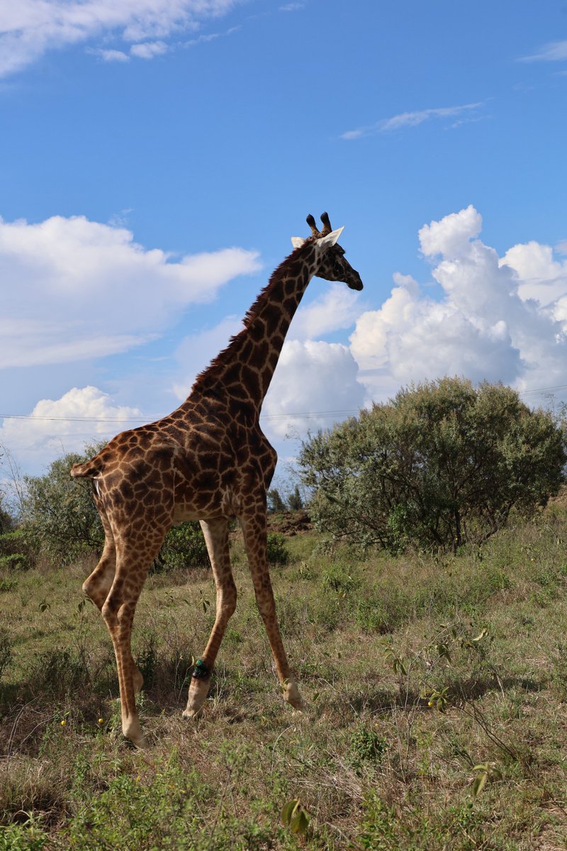 anaw_africa's tweet photo. Did you know?
Every snare removed saves at least 10 animals from suffering or death.

ANAW, in partnership with the Kenya Wildlife Service, recently rescued a giraffe at Kedong Ranch with a snare deeply embedded in its left front foot, causing severe injury and difficulty in movement.

Snaring and bushmeat poaching continue to pose a serious threat to wildlife, often leading to prolonged pain and death. Through timely rescue and treatment, we are helping reduce suffering and give animals a second chance.

#Desnaring  #AnimalWelfare