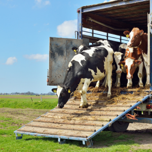 Chartered Trading Standards Institute (CTSI) tweet media