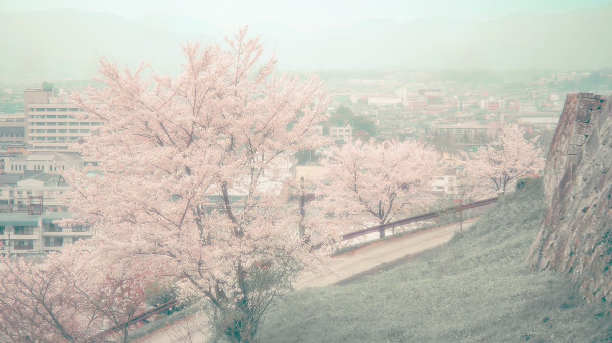 noco｜花の写真家 tweet media