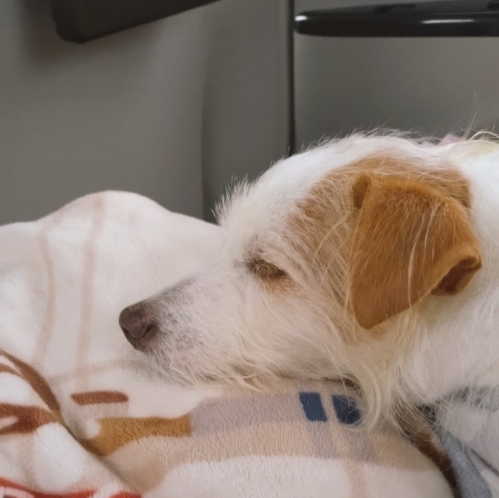Jethro20200318's tweet photo. 車で爆睡中🚗💤🐾

#jackrussellterria #jrt
#ジャックラッセルテリア
#ジェスロ日記 https://t.co/H74JWS9HL2
