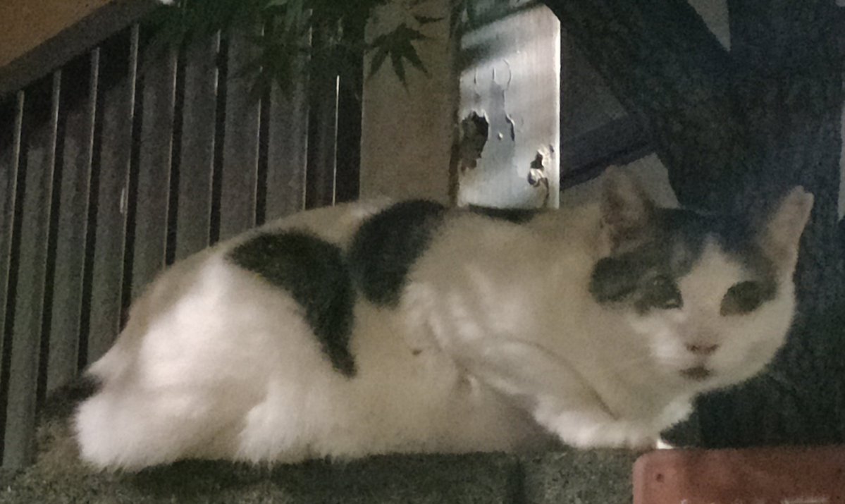 小柴タケト【Cloudy Vo.Gt】 tweet media