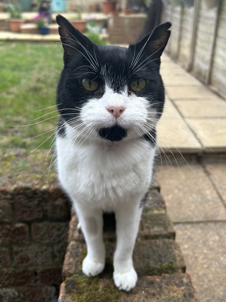 D.V. Catt tweet media