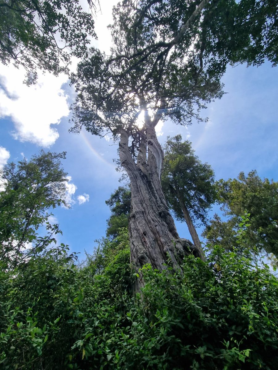 Photos for Trees Kenya🌳 tweet media