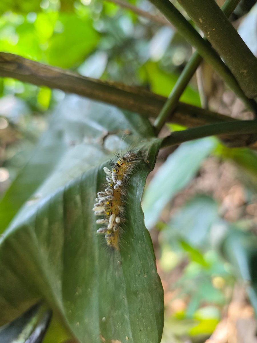Photos for Trees Kenya🌳 tweet media