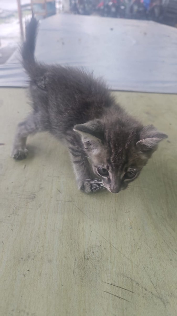 fourmeows tweet media