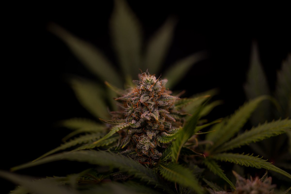 Cannabeast40 tweet media