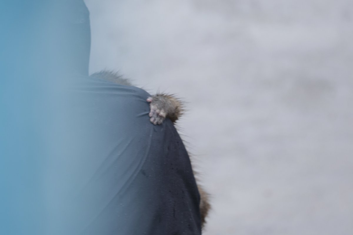 パンチくんとオランママ tweet media