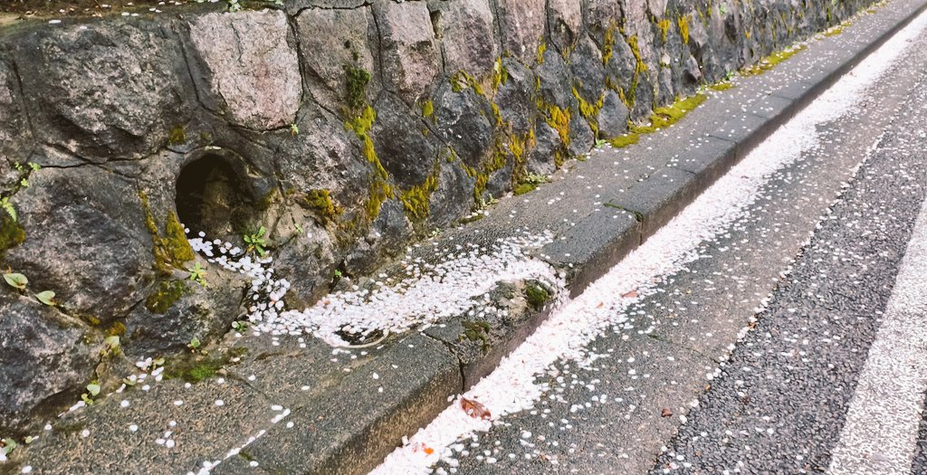 ぱーしー tweet media