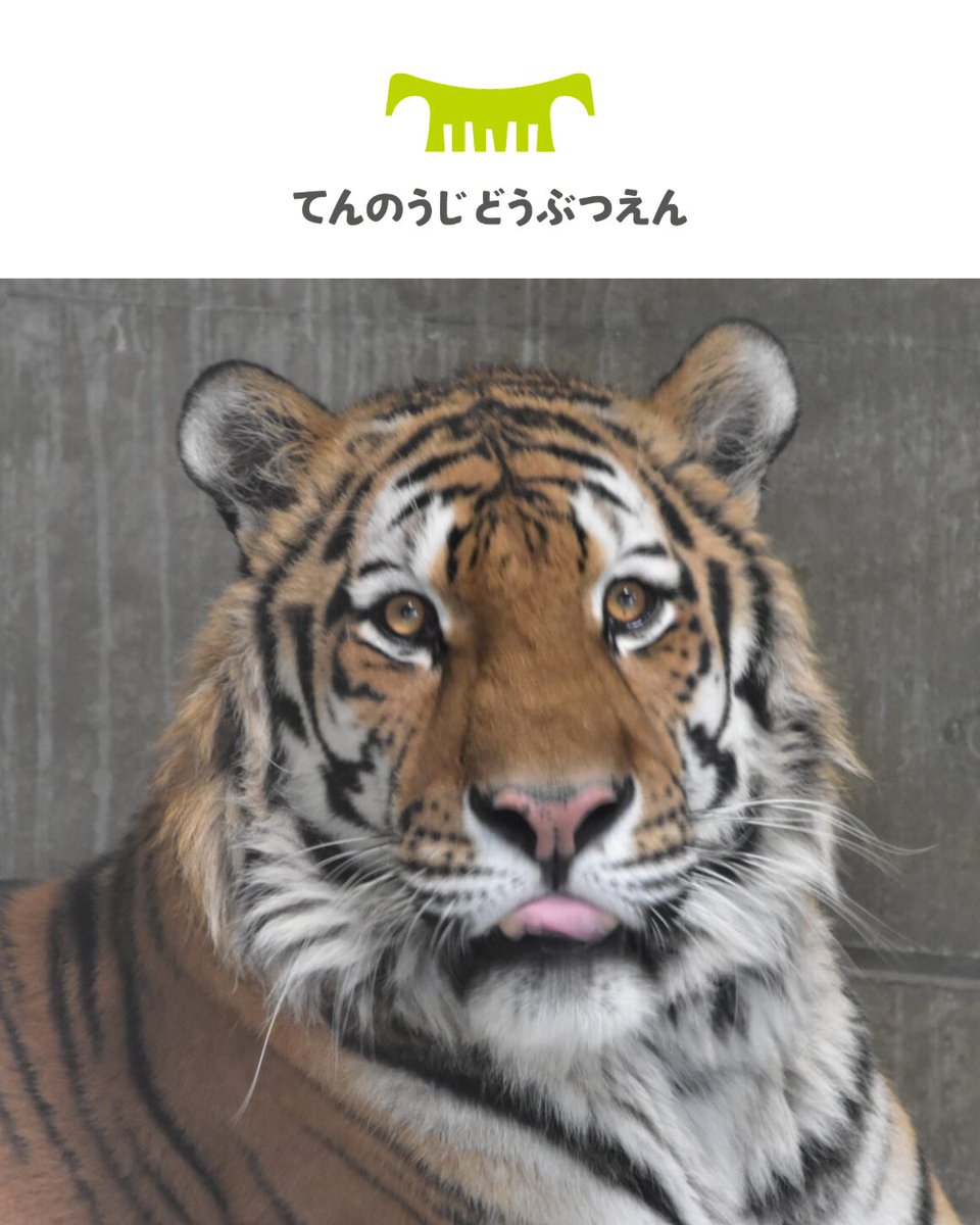 レゴランド・ディスカバリー・センター大阪【公式】 tweet media