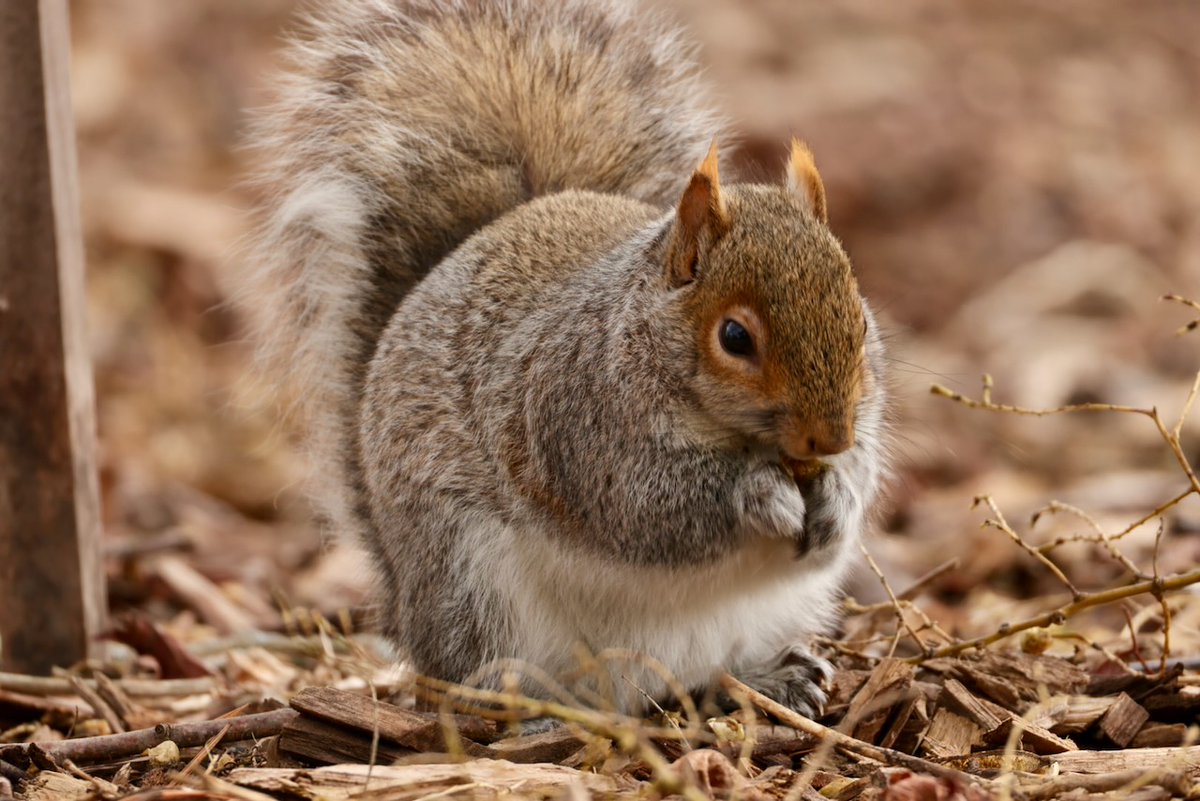 Sciuridaely 🐿 tweet media