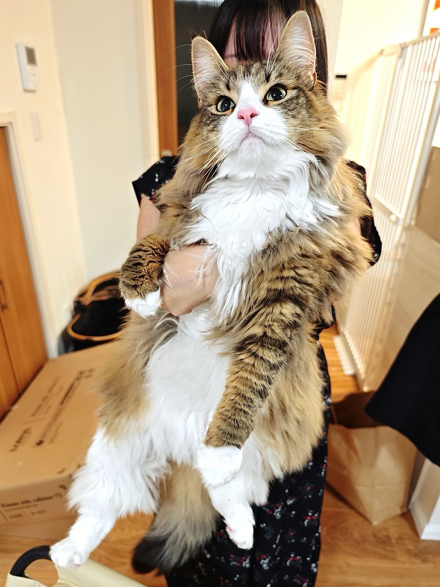 しろあん🐾でっかい北欧猫 tweet media