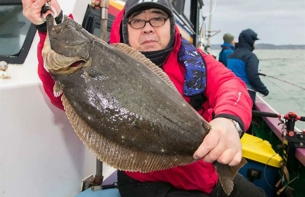 釣りビジョン tweet media