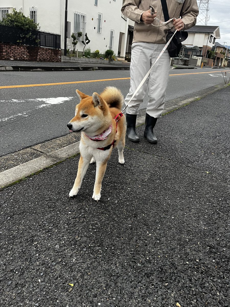 柴犬こめ1歳 tweet media