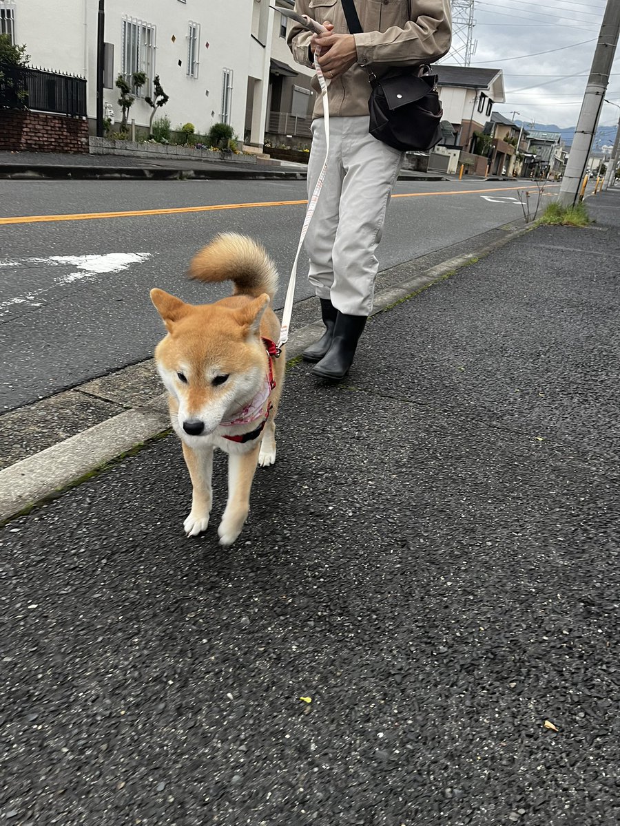 柴犬こめ1歳 tweet media