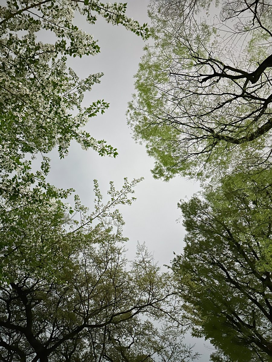 おはる tweet media