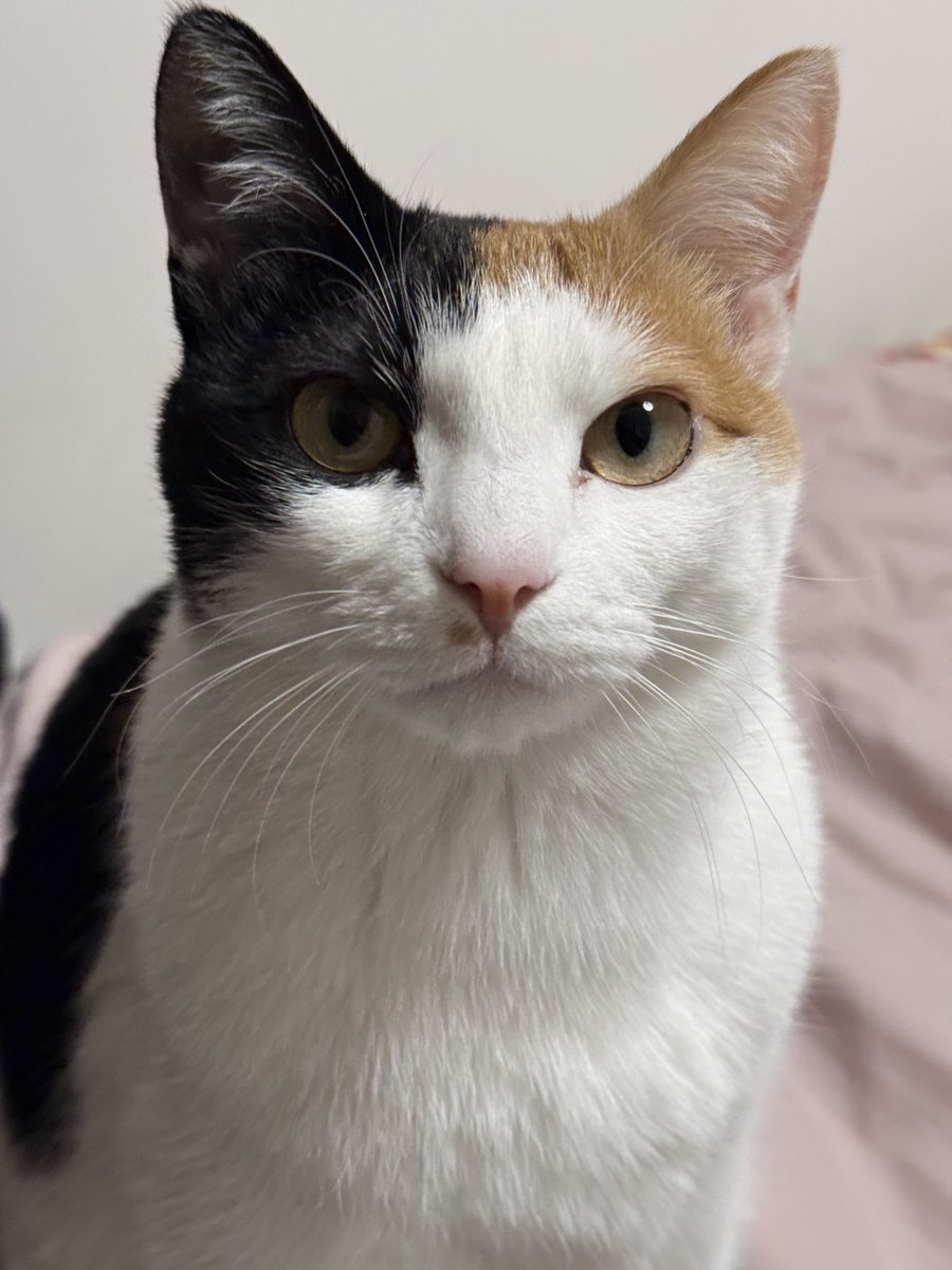 The Cat Aura 𓃠 tweet media