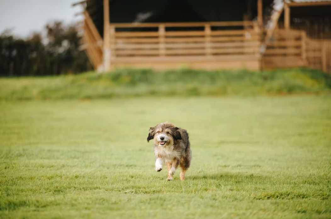 WeAcceptPets's tweet image. 🏕️ A Welsh Escape at Hillside Glamping Holidays 🏕️

Dogs are welcome to stay, and the surrounding countryside provides plenty of scenic routes for enjoyable walks with a canine companion. 🐾

Accepts 🐶 🐈
weacceptpets.co.uk/Glamorgan/8308 

#HillsideGlamping #HotTubRetreat #PetFriendly