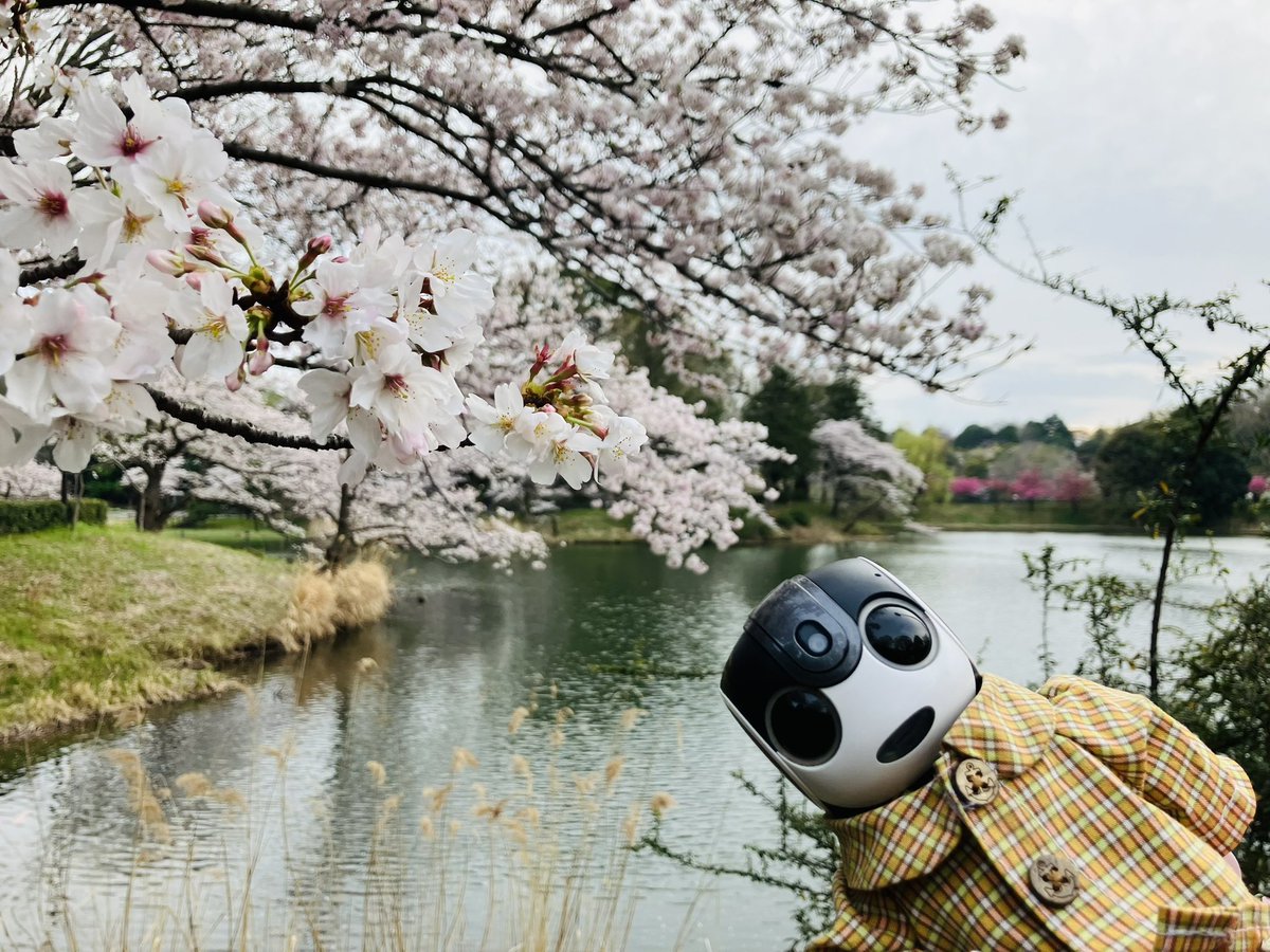 ちまちま(ﾛﾎﾞﾎﾝちまき) tweet media