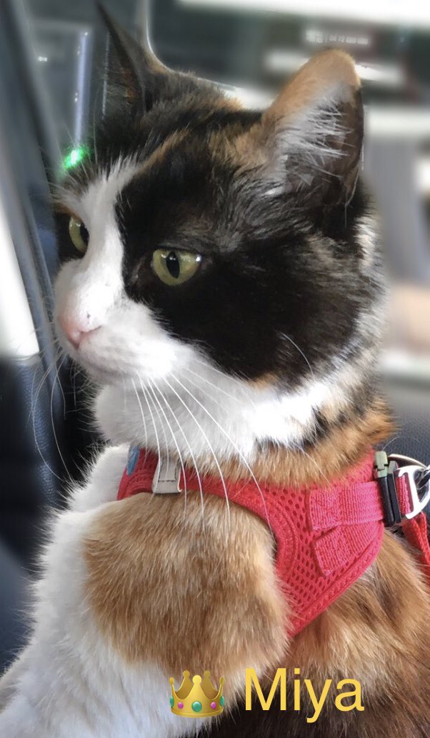 🎀titePrincessMiya🐾🌺🐈‍⬛🧡🚜 tweet media