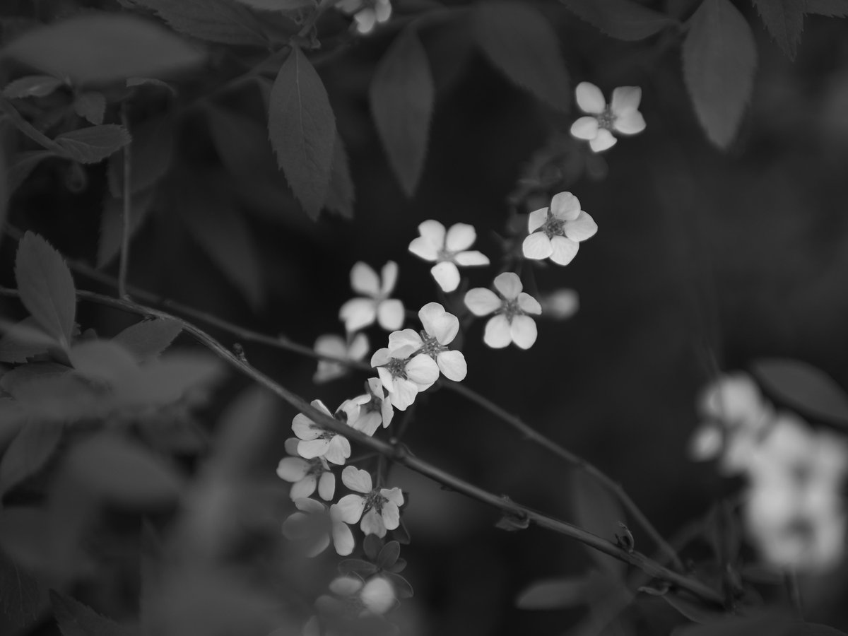 エヌ氏 tweet media