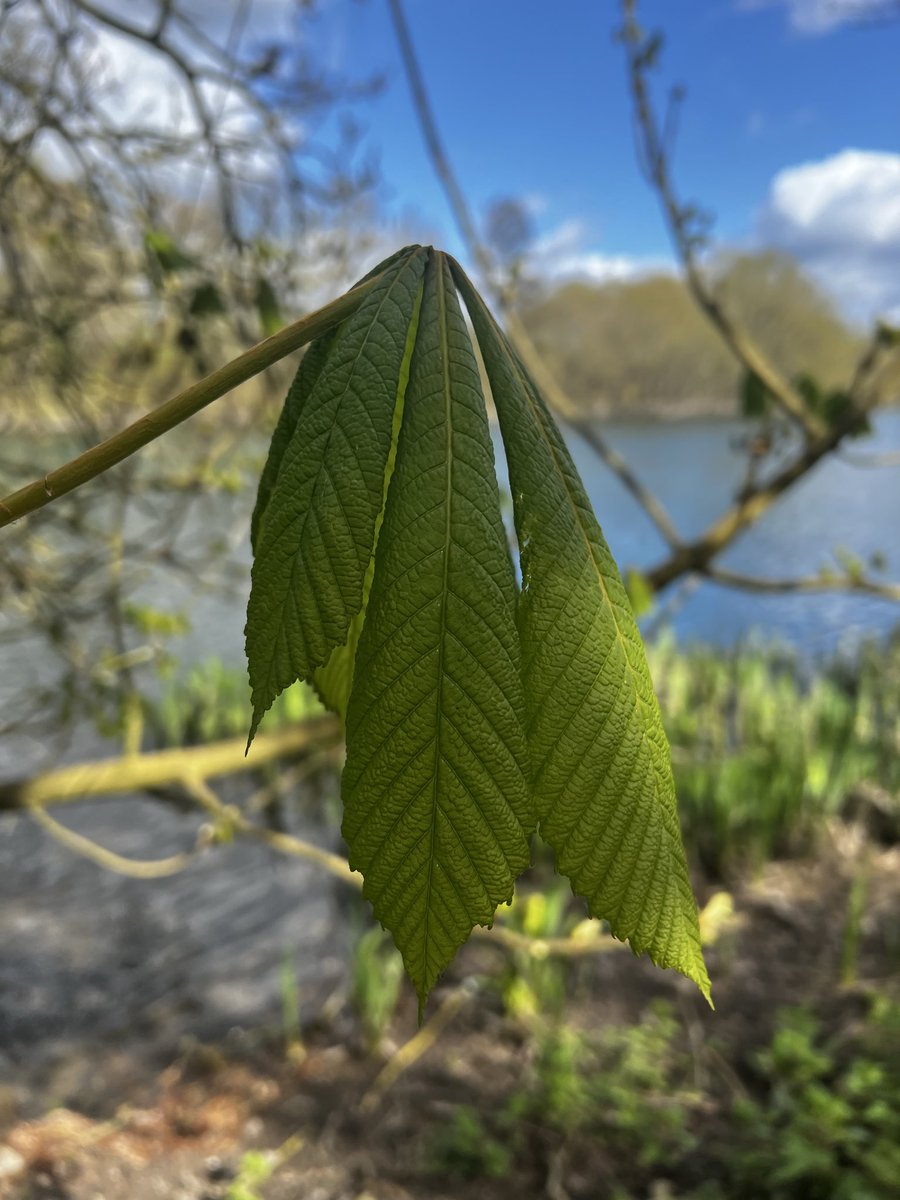 bir08967383's tweet image. Theme -Leaf…🍁🍂☘️

Every leaf whispers the same truth: change is beautiful..
Qp/Share🍂🌿🍁
#Leaf