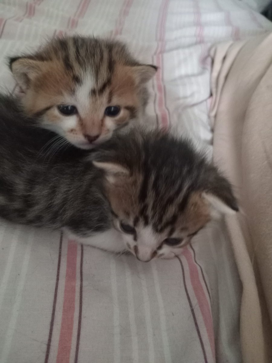 Fatma MUŞ tweet media