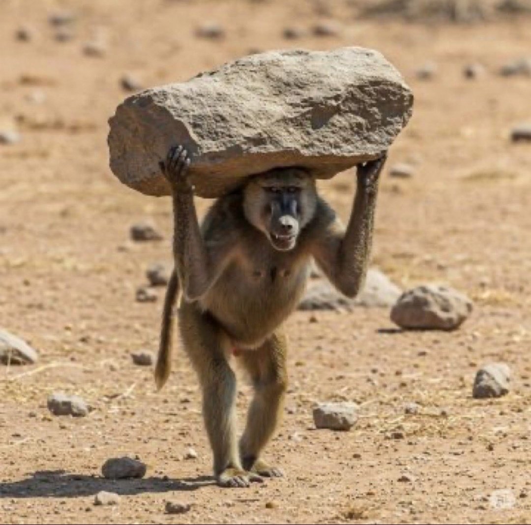 Fránçaís tweet media