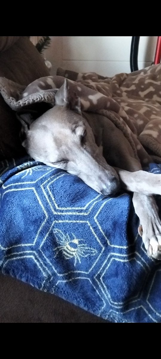 melv4760's tweet image. #popmaster morning everyone 🙂 Riley seems to be getting his strength back slowly, so fingers crossed he's in the mend.