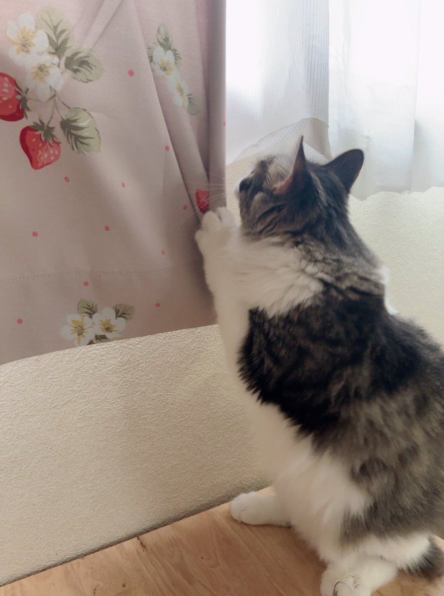 しろねこ tweet media