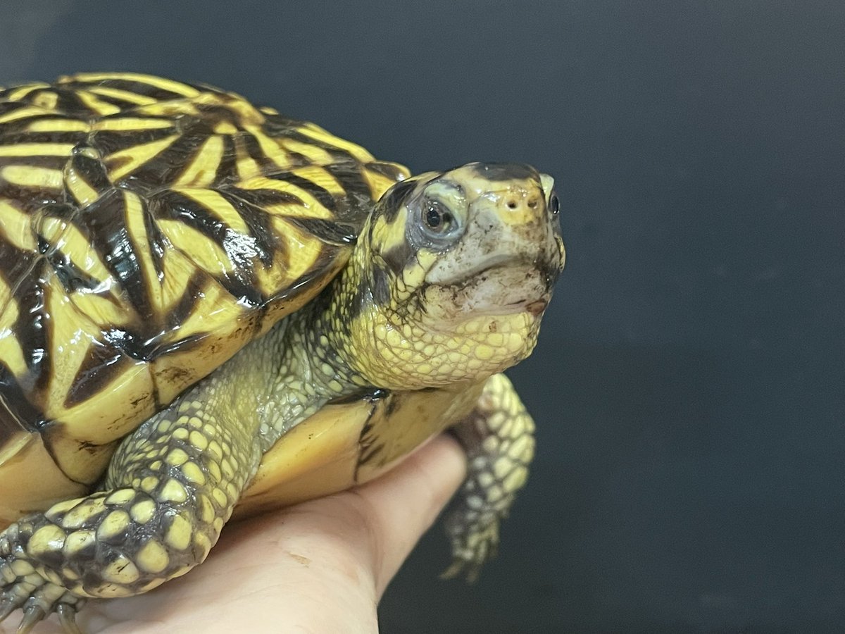 かじょにまる tweet media