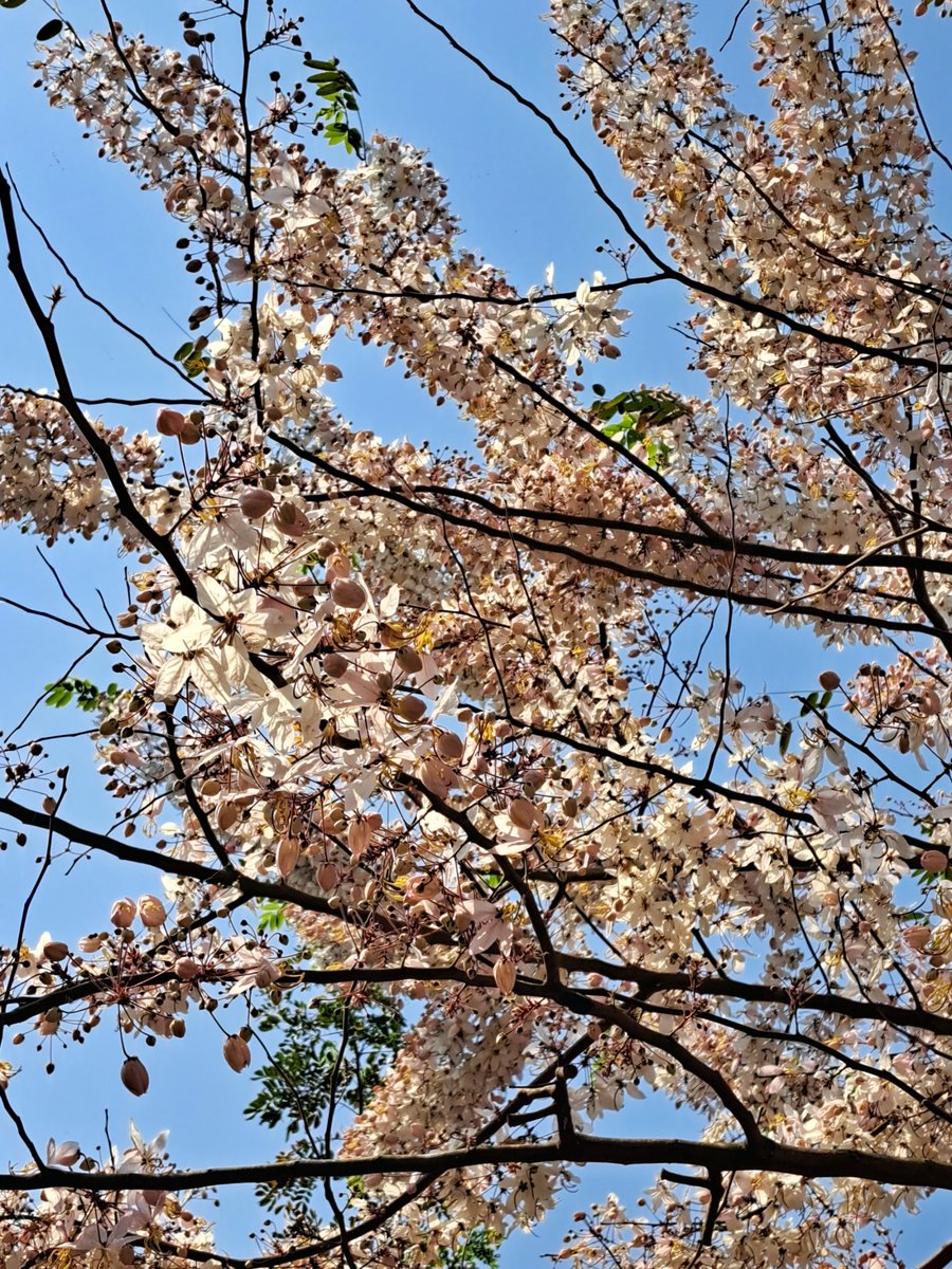 TinyBirb🐦 tweet media