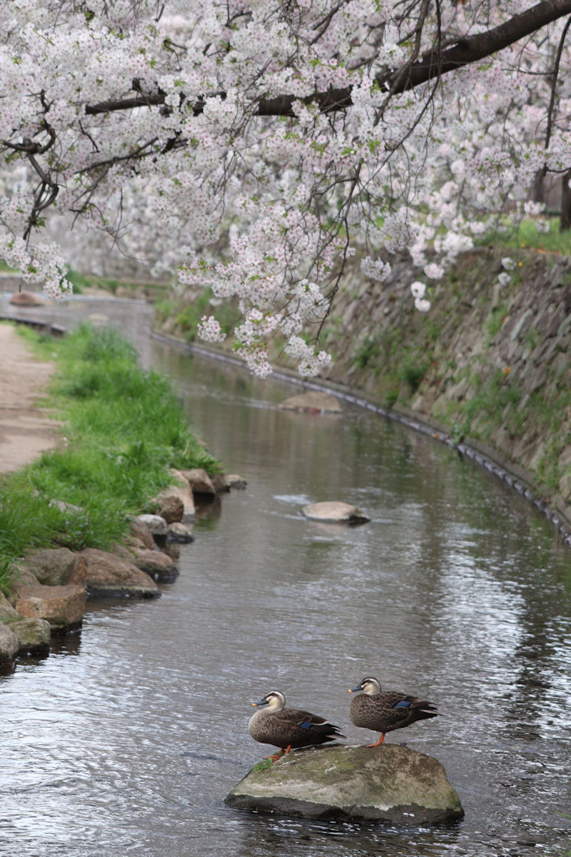 ハニワかも！ tweet media