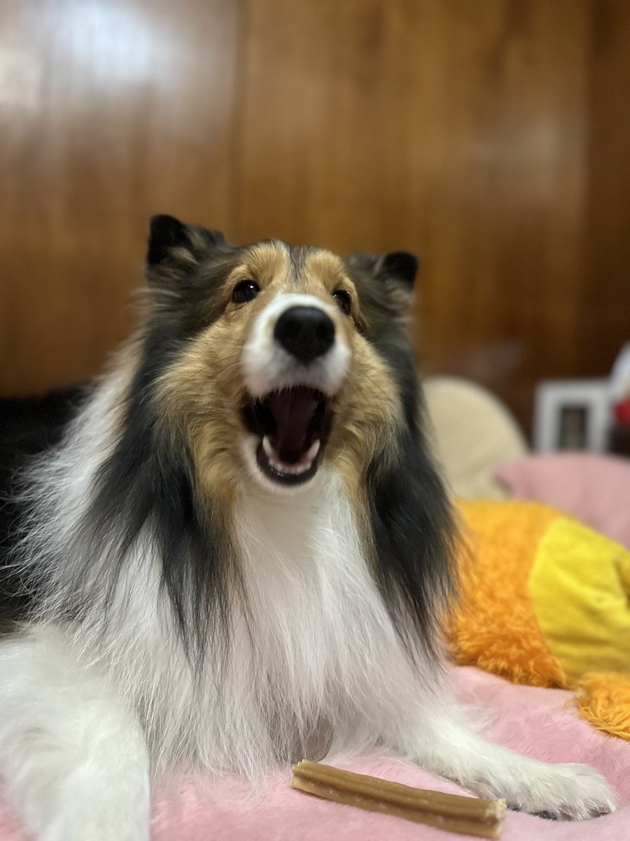 シェルティ　えるちゃん tweet media