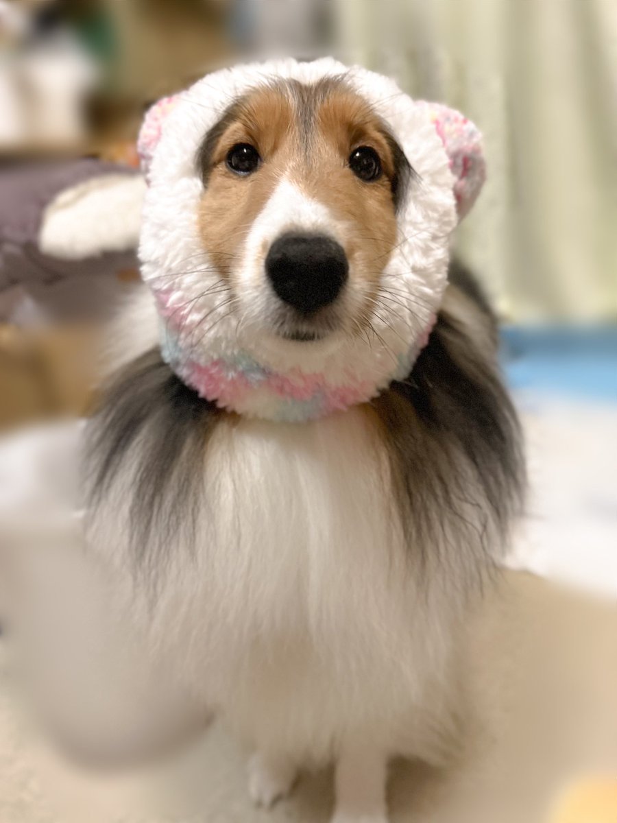 シェルティ　えるちゃん tweet media