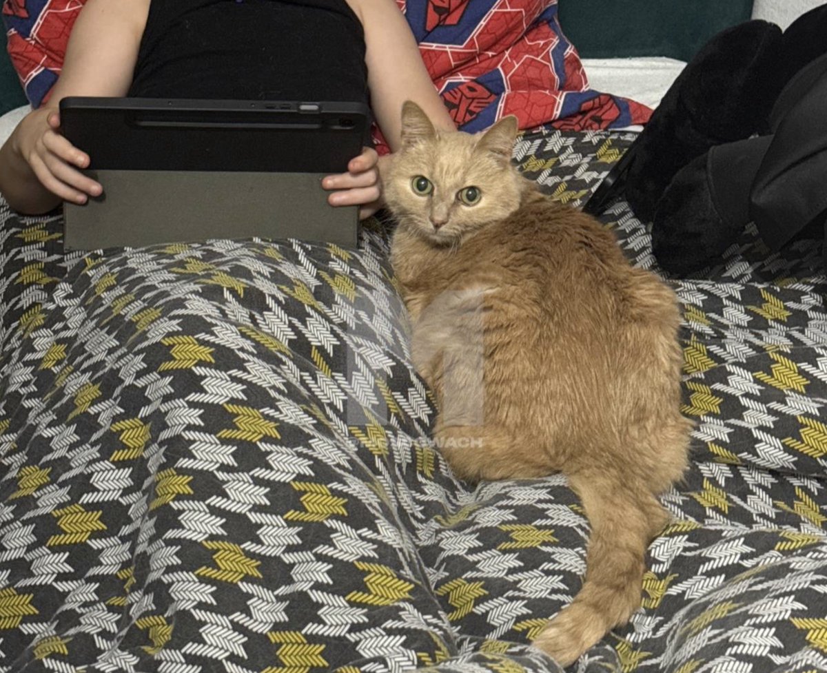 Анатолий Doost tweet media