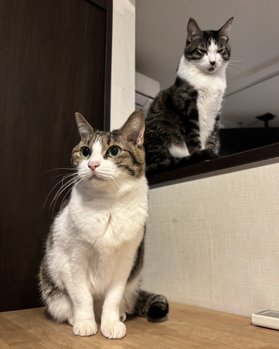 いつでもどこでも猫まみれ🐱 tweet media