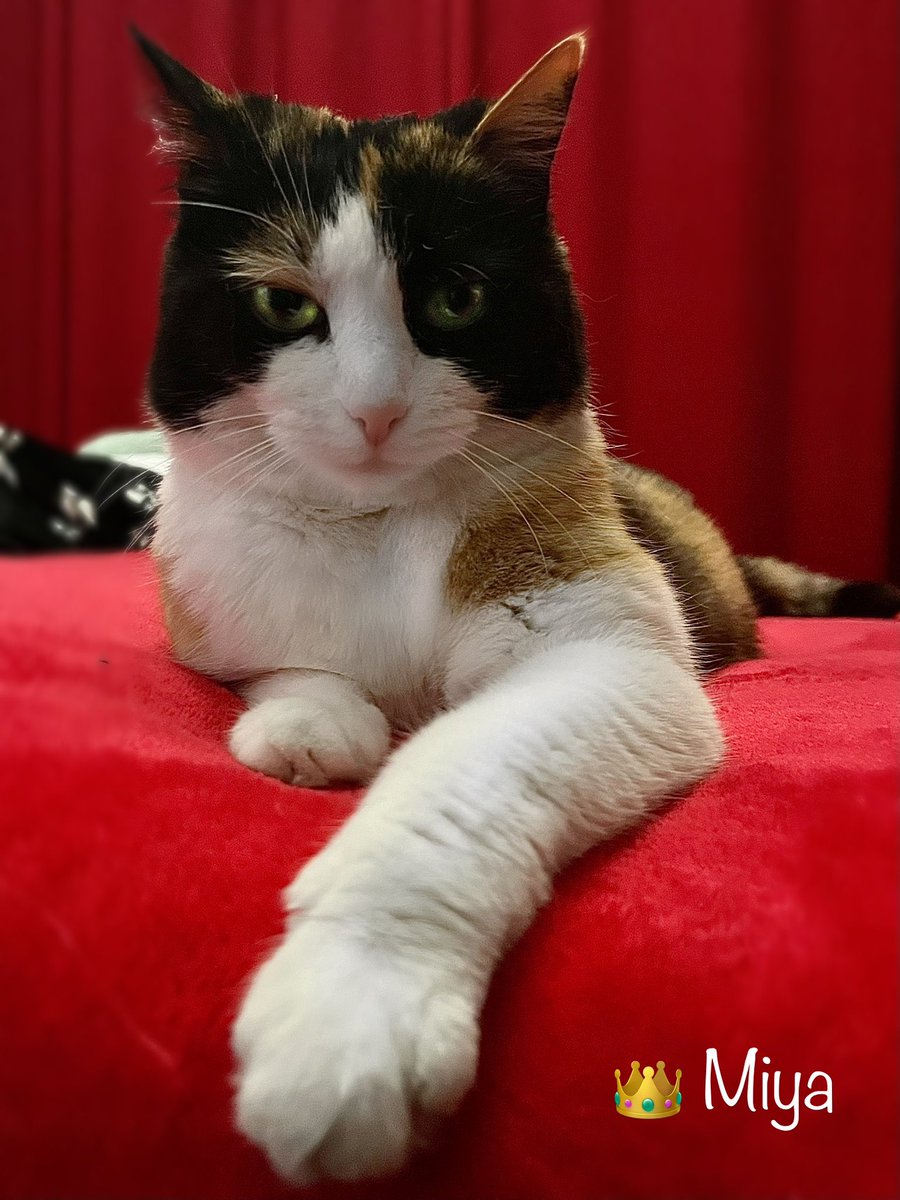 🎀titePrincessMiya🐾🌺🐈‍⬛🧡🚜 tweet media