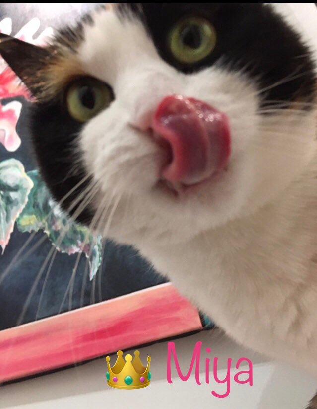 🎀titePrincessMiya🐾🌺🐈‍⬛🧡🚜 tweet media