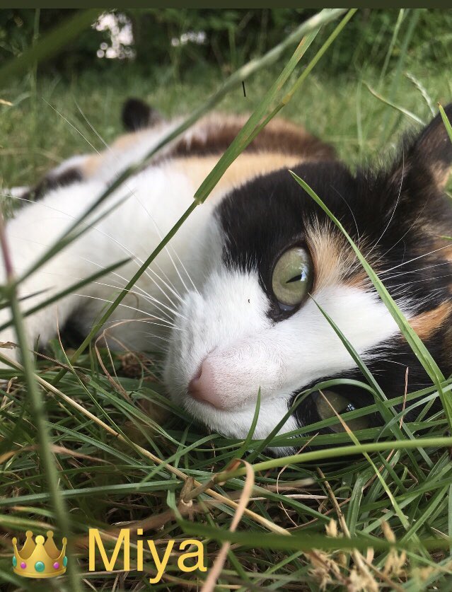 🎀titePrincessMiya🐾🌺🐈‍⬛🧡🚜 tweet media