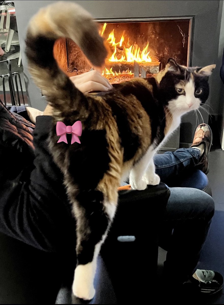 🎀titePrincessMiya🐾🌺🐈‍⬛🧡🚜 tweet media