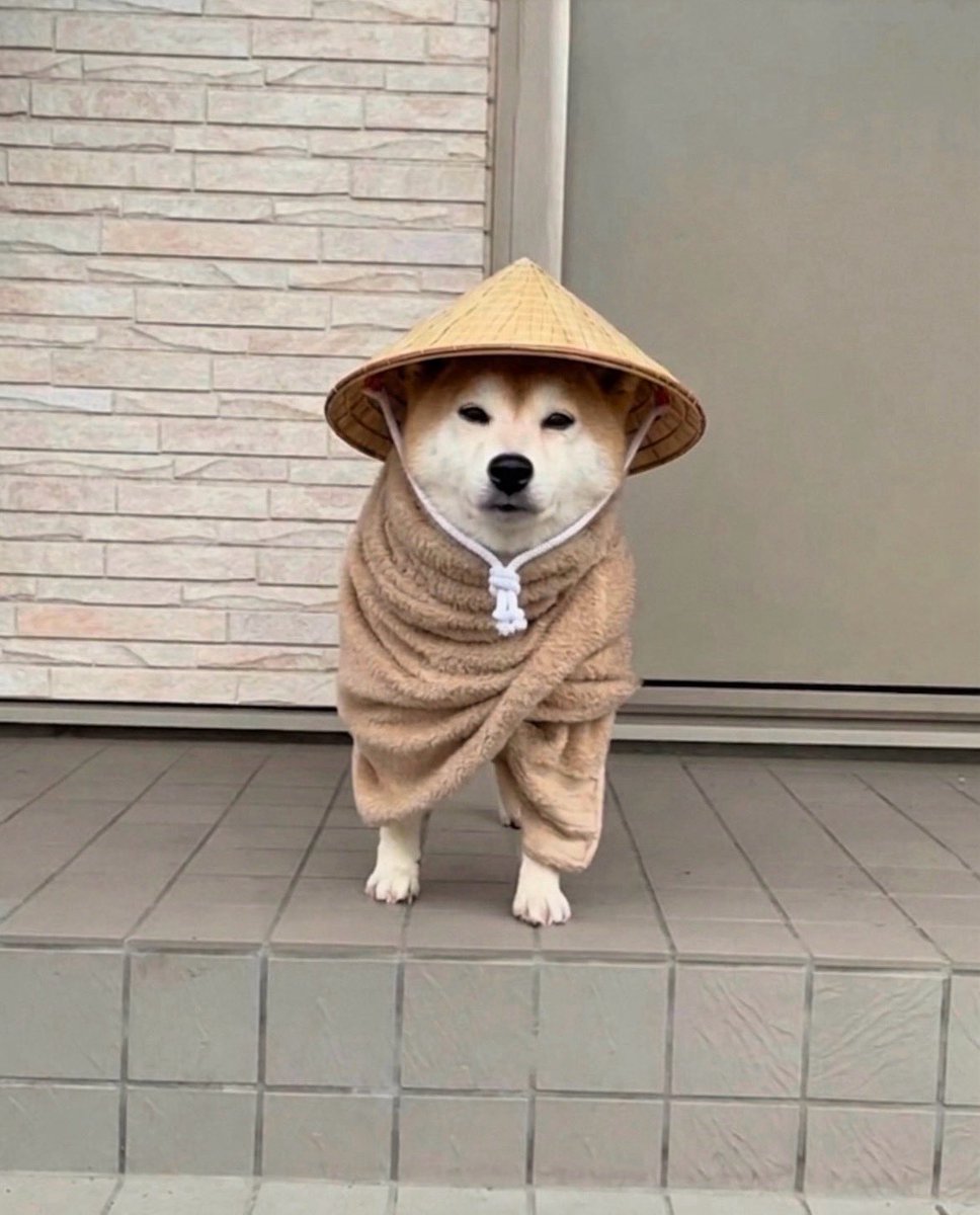 柴犬·͜·♡もも tweet media