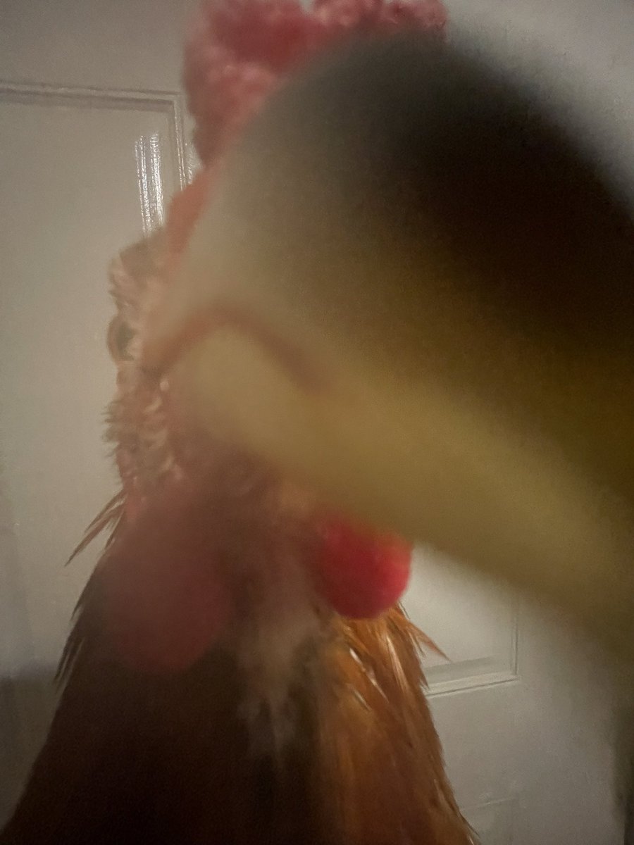 chicken boy 🐓 tweet media