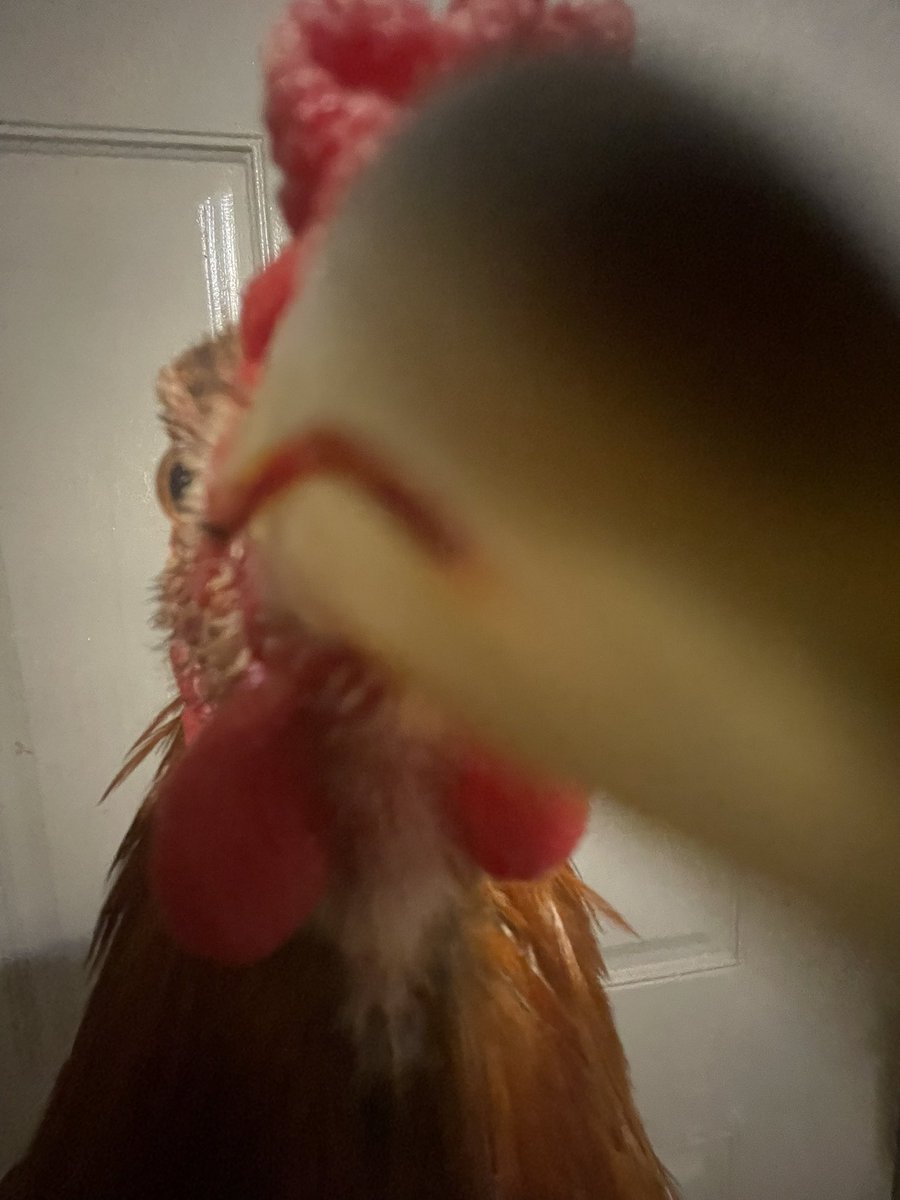 chicken boy 🐓 tweet media